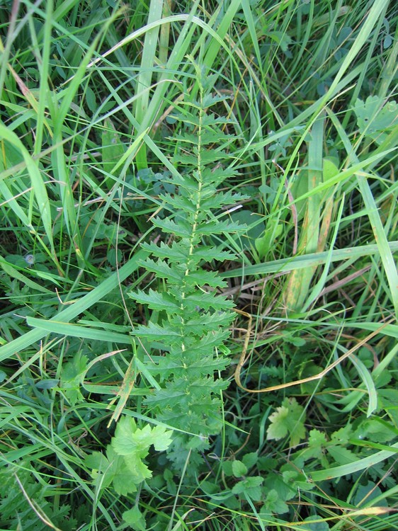Filipendula vulgaris